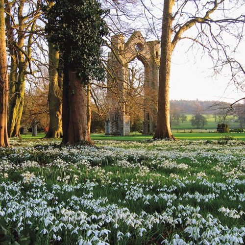 Walsingham Abbey Snowdrops
