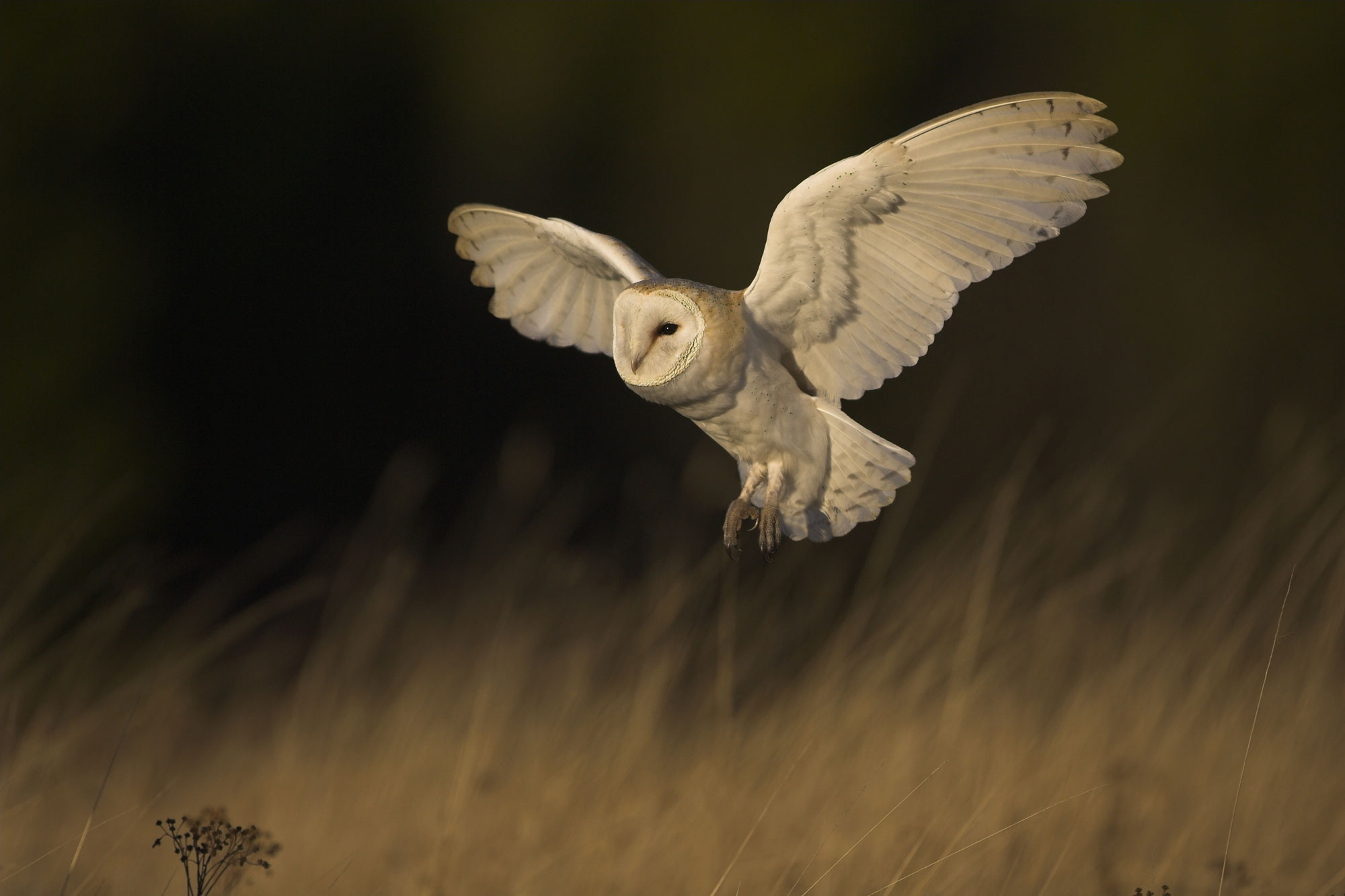 barn-owl-hunting-1-cranmer-country-cottages