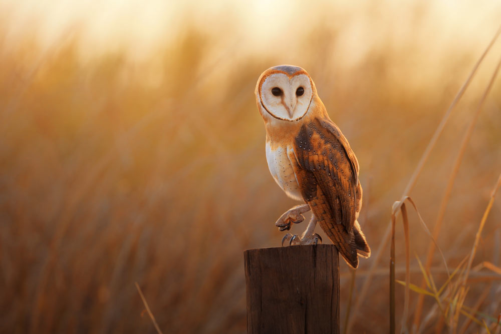 Norfolk Hawk and Owl Trust