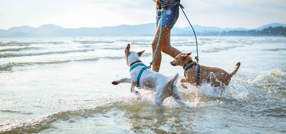 Dog friendly Beaches in North Norfolk Dog friendly Beaches in North Norfolk