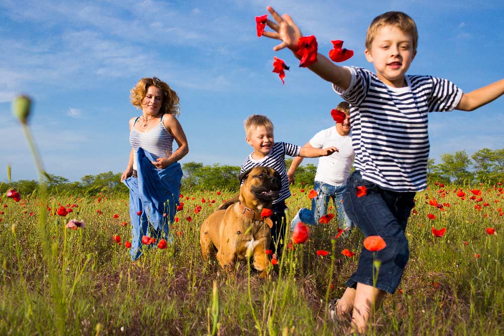 Image 5 Dog friendly attractions in North Norfolk Dog friendly attractions in North Norfolk